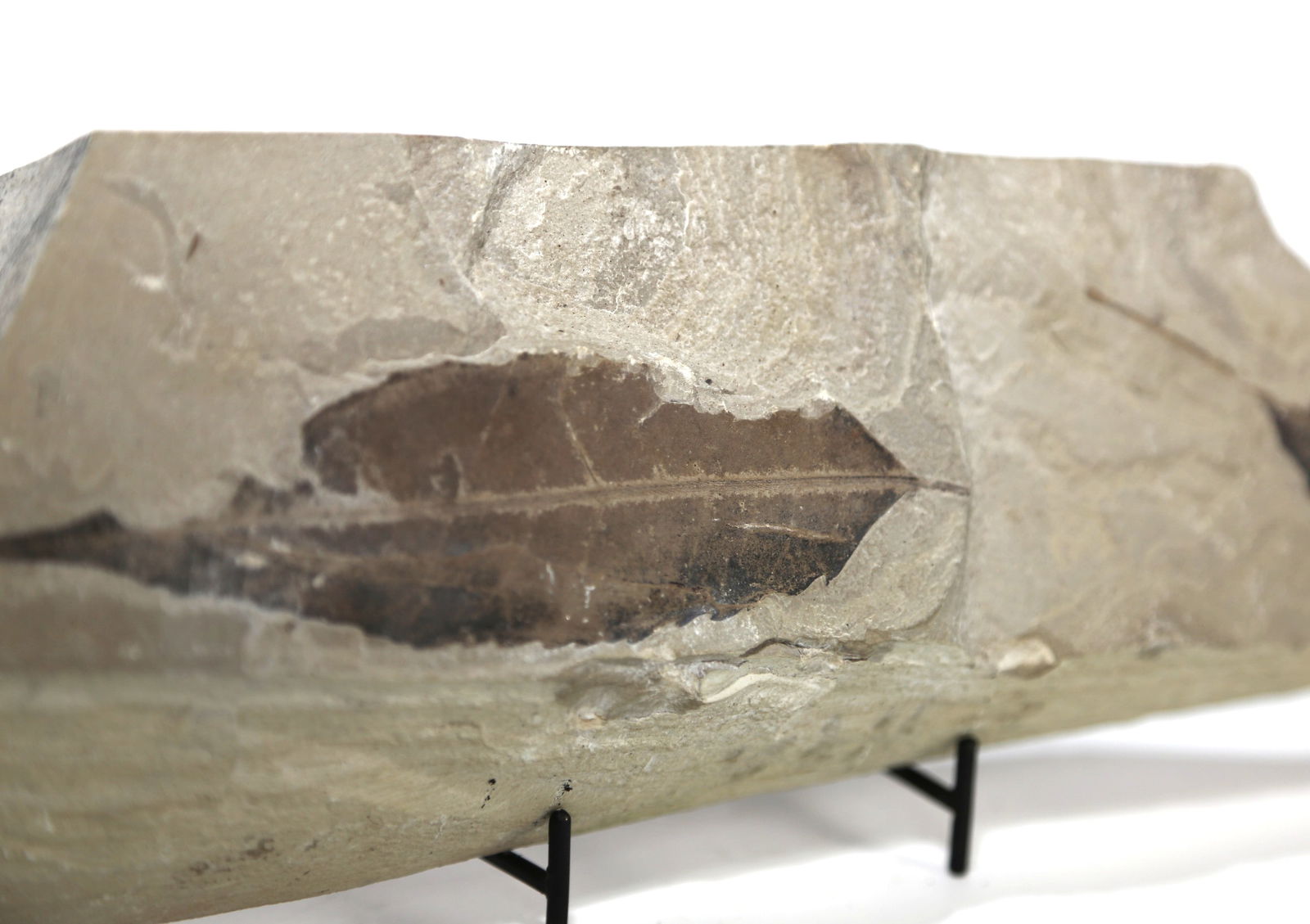 Green River Leaf Fossil - 2