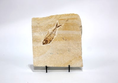 Green River Fish Fossil