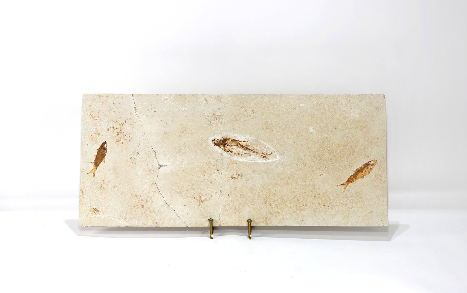 Huge Green River Fish Fossil - Repaired: Huge, three fish fossil from the Green River. Fossil has been repaired. 11.5" x 26.5" x .5". 12 pounds, 9 ounces.