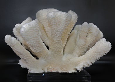 White Cauliflower Coral Formation on Acrylic Stand