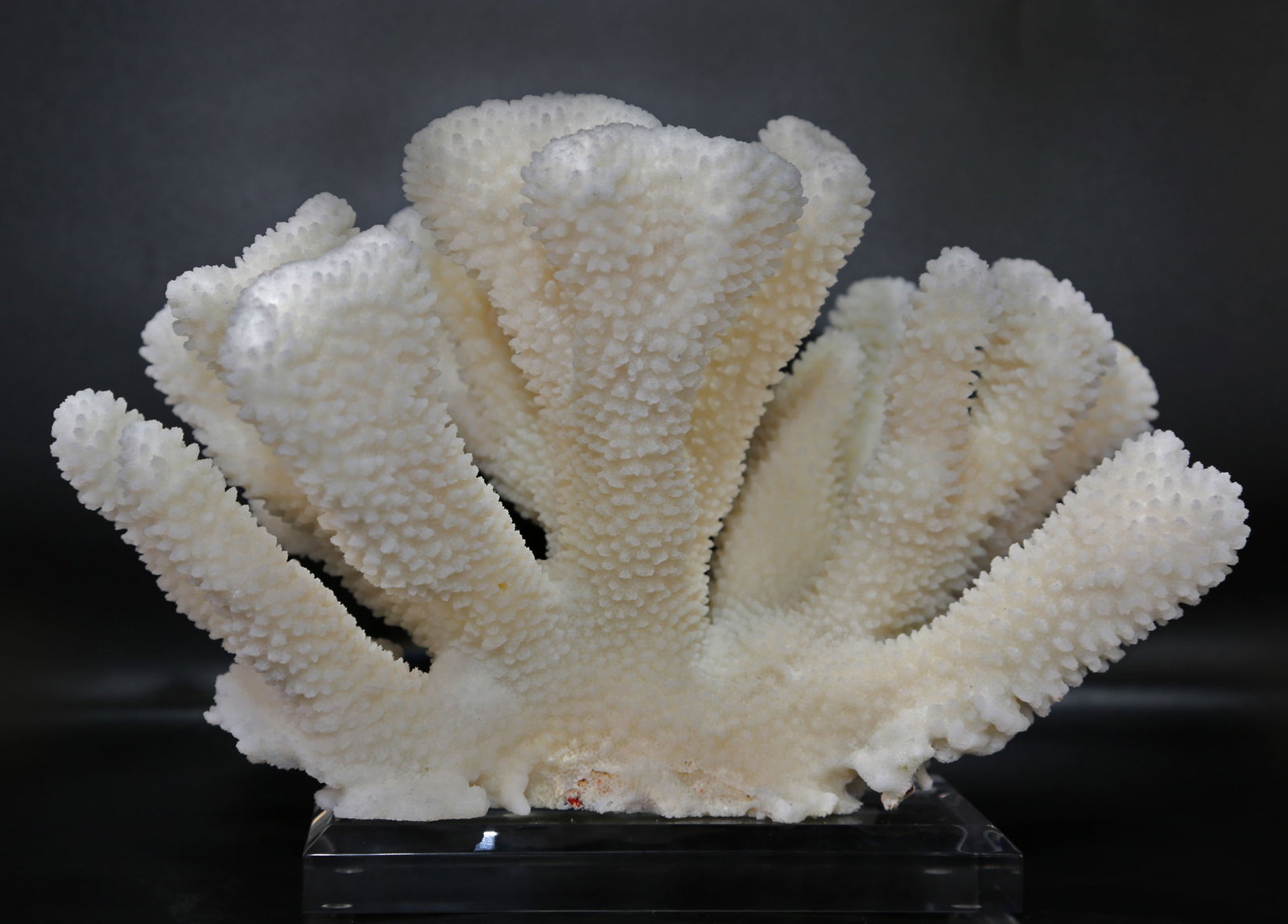 White Cauliflower Coral Formation on Acrylic Stand: White cauliflower coral formation from the Philippines on custom acrylic stand. 7” x 10” x 7”. 4 pounds, 5 ounces.