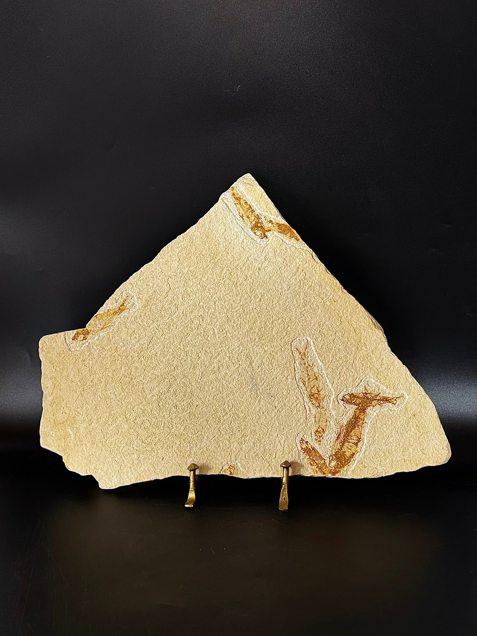 Green River Nine Fish Fossil (1 of 5)