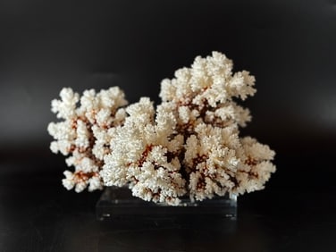 Brown Stem Coral Formation on Acrylic Stand