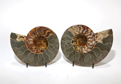 Split Ammonite Fossil Pair