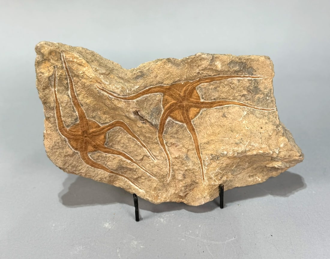 Moroccan Jurassic Double Starfish Fossil: Moroccan Jurassic double starfish fossil. 7” x 10” x .75”. 2 pounds, 6 ounces.