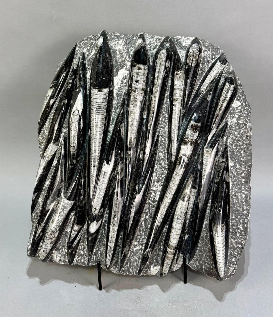 Large Orthoceras Fossil Plate (1 of 4)