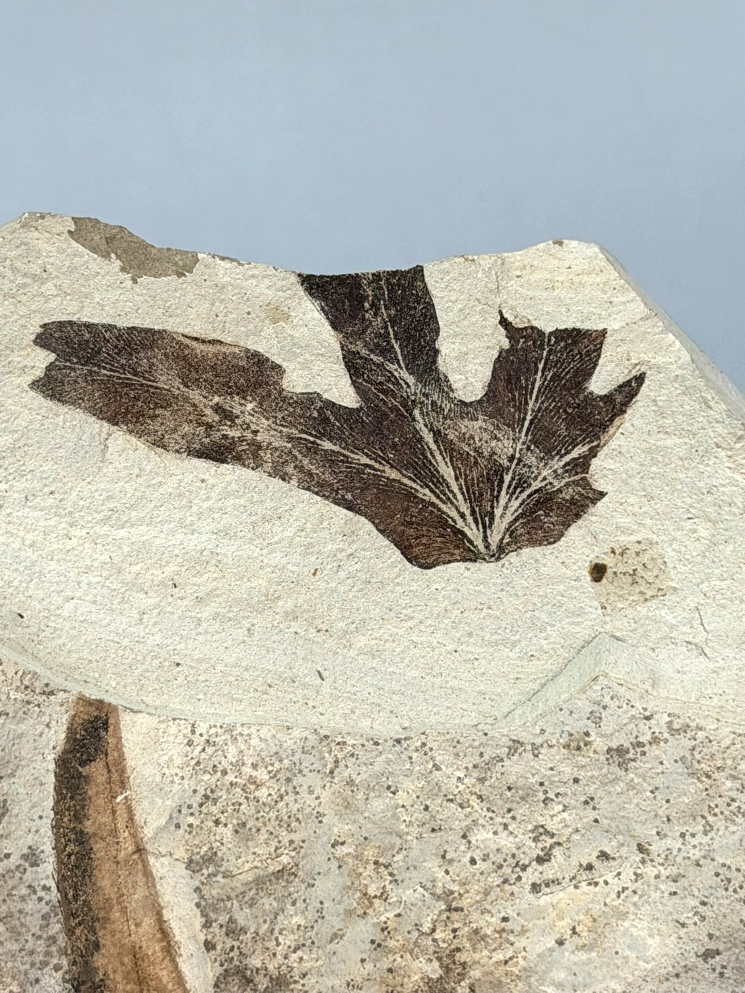 Leaf and Fruit Fossil - 4