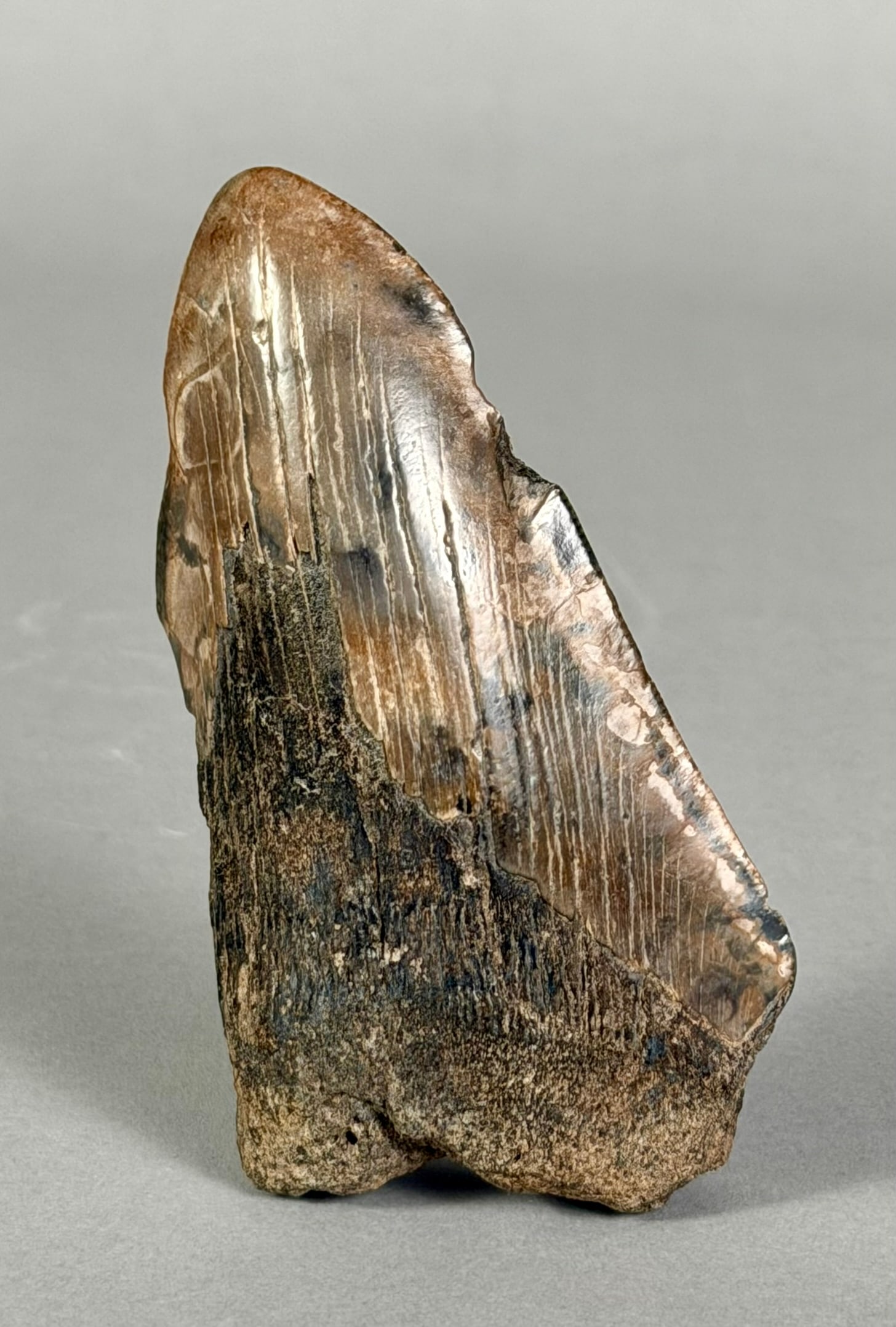 Megalodon Shark Tooth Fossil (1 of 7)