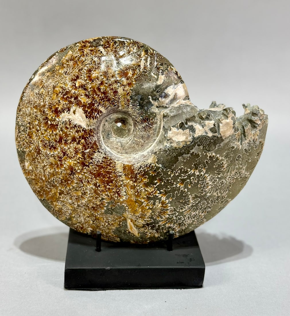 Large Polished Ammonite Fossil (1 of 4)