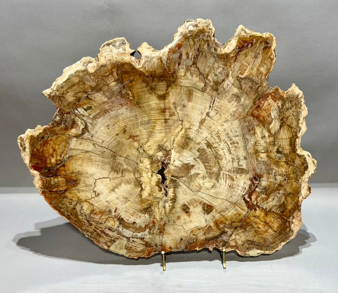 Huge Polished Petrified Wood Slice (1 of 9)