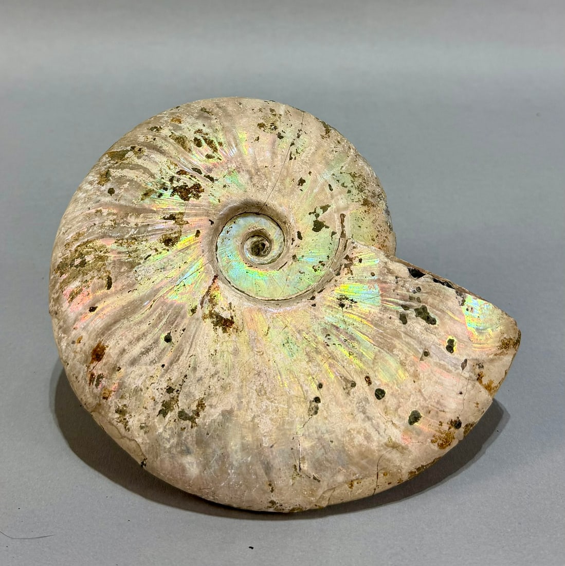 Iridescent Madagascar Ammonite - 2