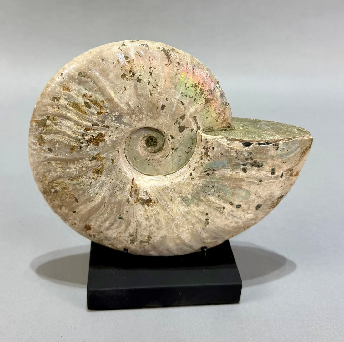 Iridescent Madagascar Ammonite - 3
