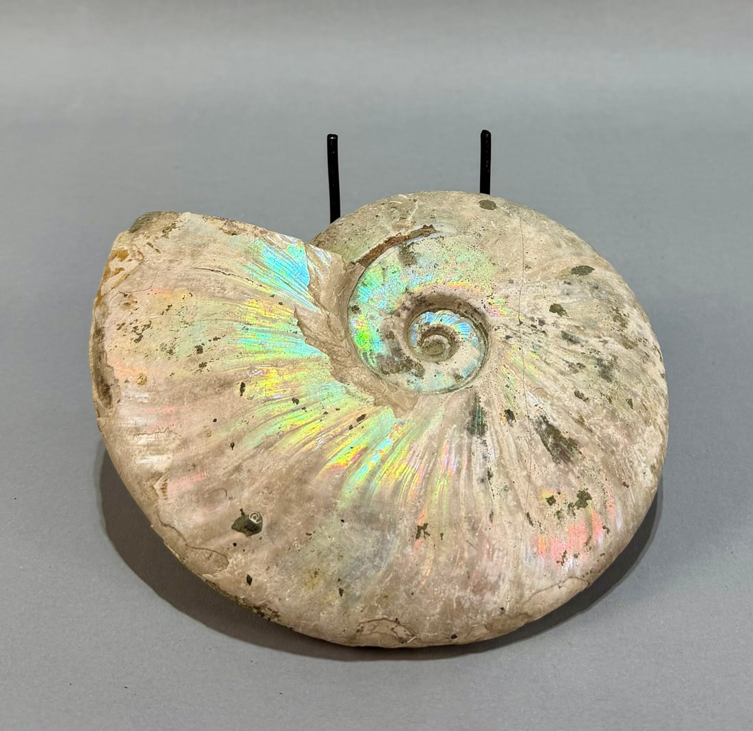 Iridescent Madagascar Ammonite - 5