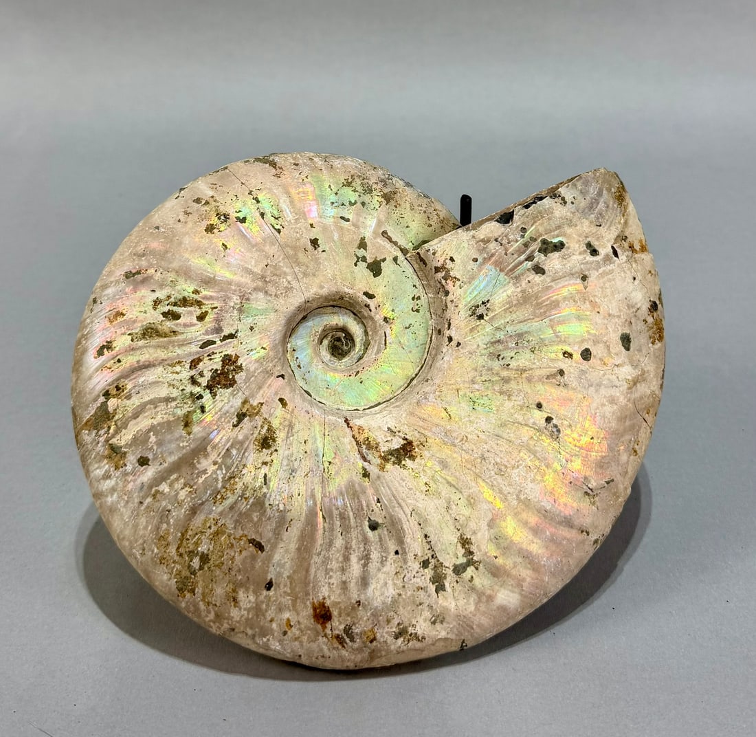 Iridescent Madagascar Ammonite - 6