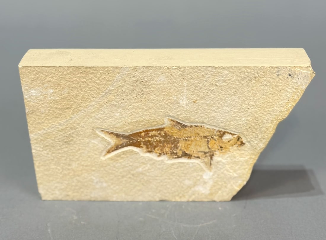 Green River Fish Fossil (1 of 3)
