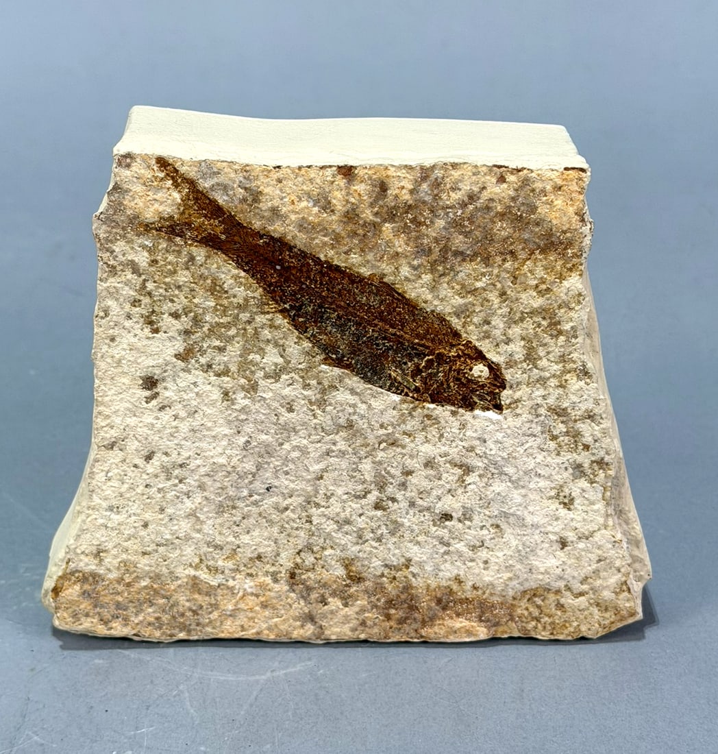 Green River Fish Fossil: Fish fossil plate from the Green River in Wyoming. 4.75” x 5.5” x 1”. 12 ounces.