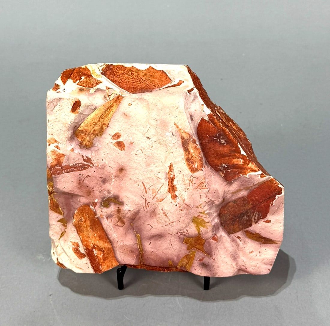 Australian Glossipteris Leaf Fossil (1 of 6)