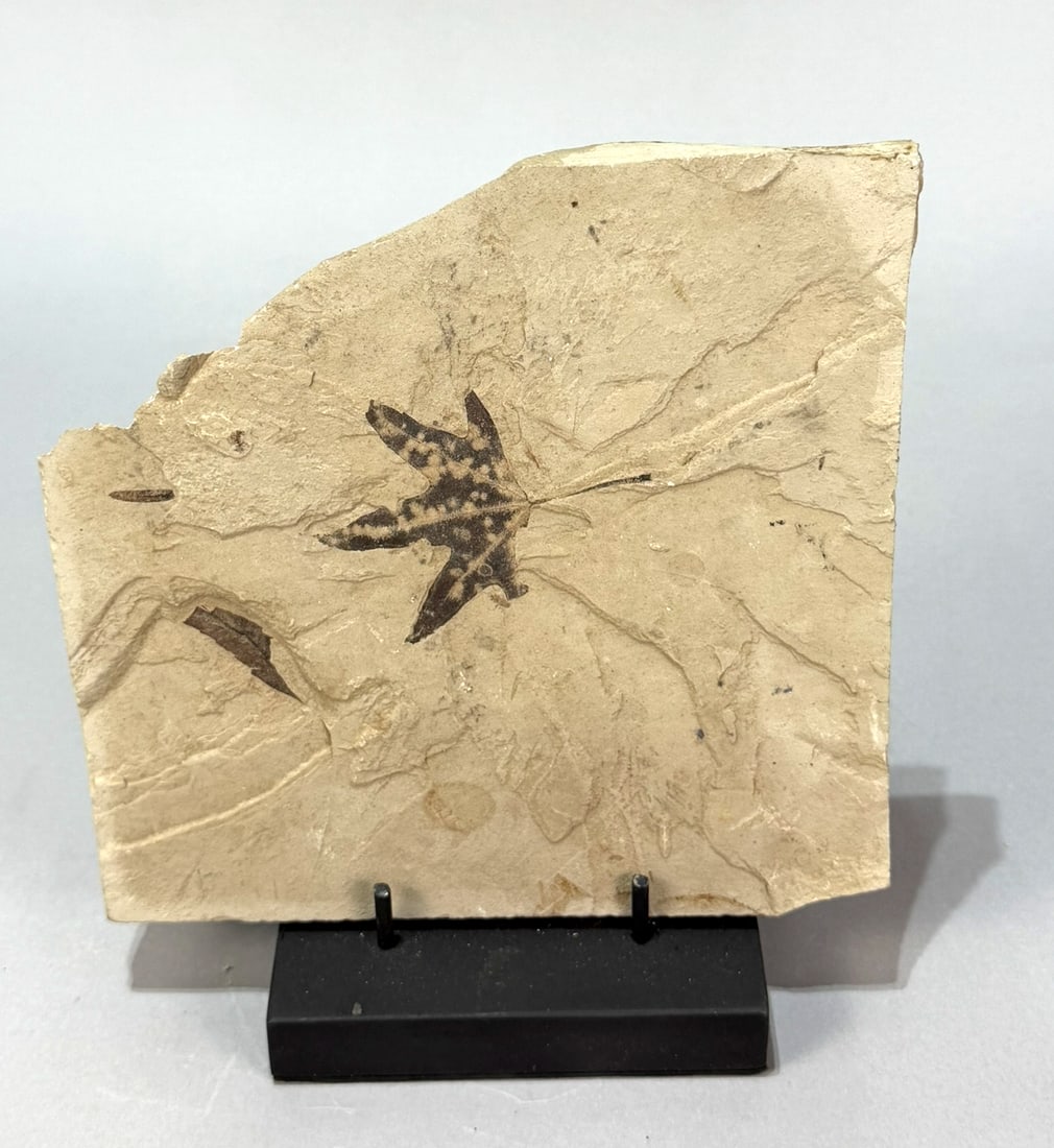 Green River Sycamore Leaf Fossil: Sycamore leaf fossil from the Green River in Wyoming. Other impressions as well. 7” x 7” x 1”. 2 lbs, 9 oz.