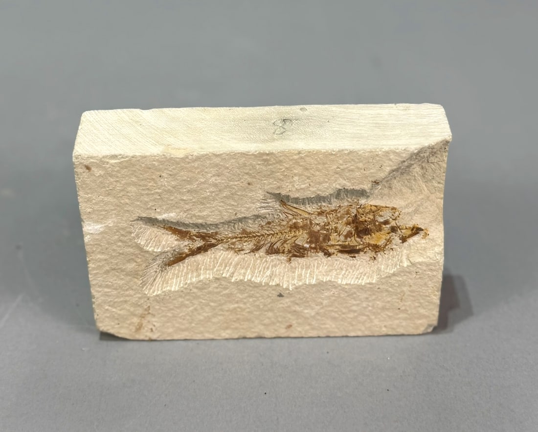 Green River Fish Fossil: Fish fossil plate from the Green River in Wyoming. 3” x 4.25” x 1”. 14 oz.