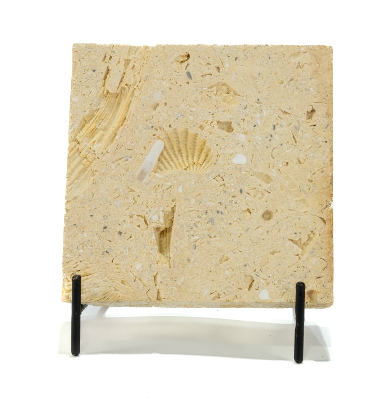 Trigonia Clam and Rudist Fossil from Austin (1 of 2)