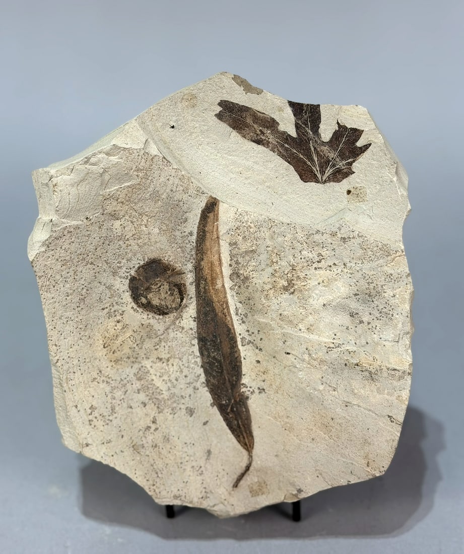 Leaf and Fruit Fossil: Leaf and fruit fossil. 7.5 x 6.5” x 1.5”. 3 lbs, 6 oz.