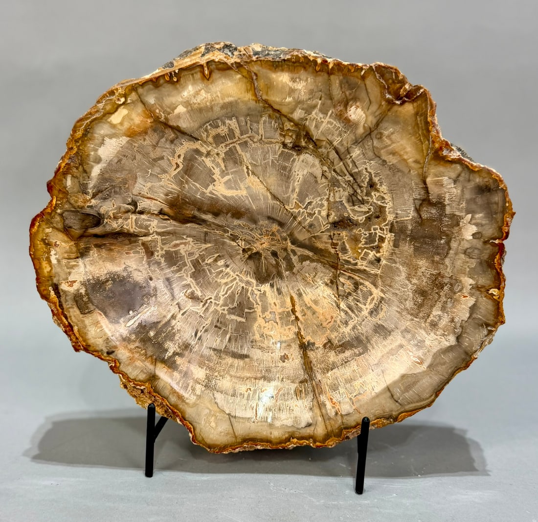 Polished Petrified Wood Bowl: Polished petrified wood bowl from Madagascar. 9” x 10” x .2.25”. 10 lbs, 14 oz.