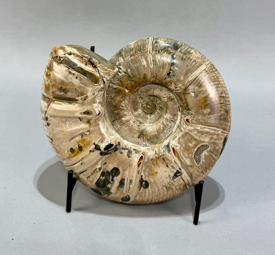 Polished Puzosia Ammonite (1 of 5)