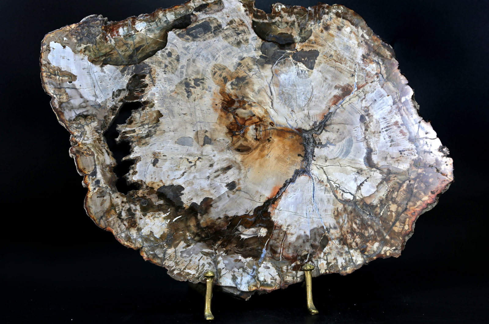 Petrified Wood Slice: Polished petrified wood slice from Madagascar. Polished on both sides. 10.5" x 14.5" x .75". 6 lbs, 5 oz.