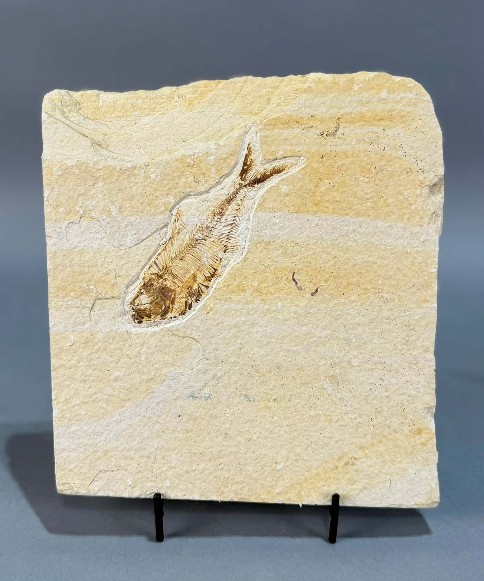 Green River Fish Fossil (1 of 6)