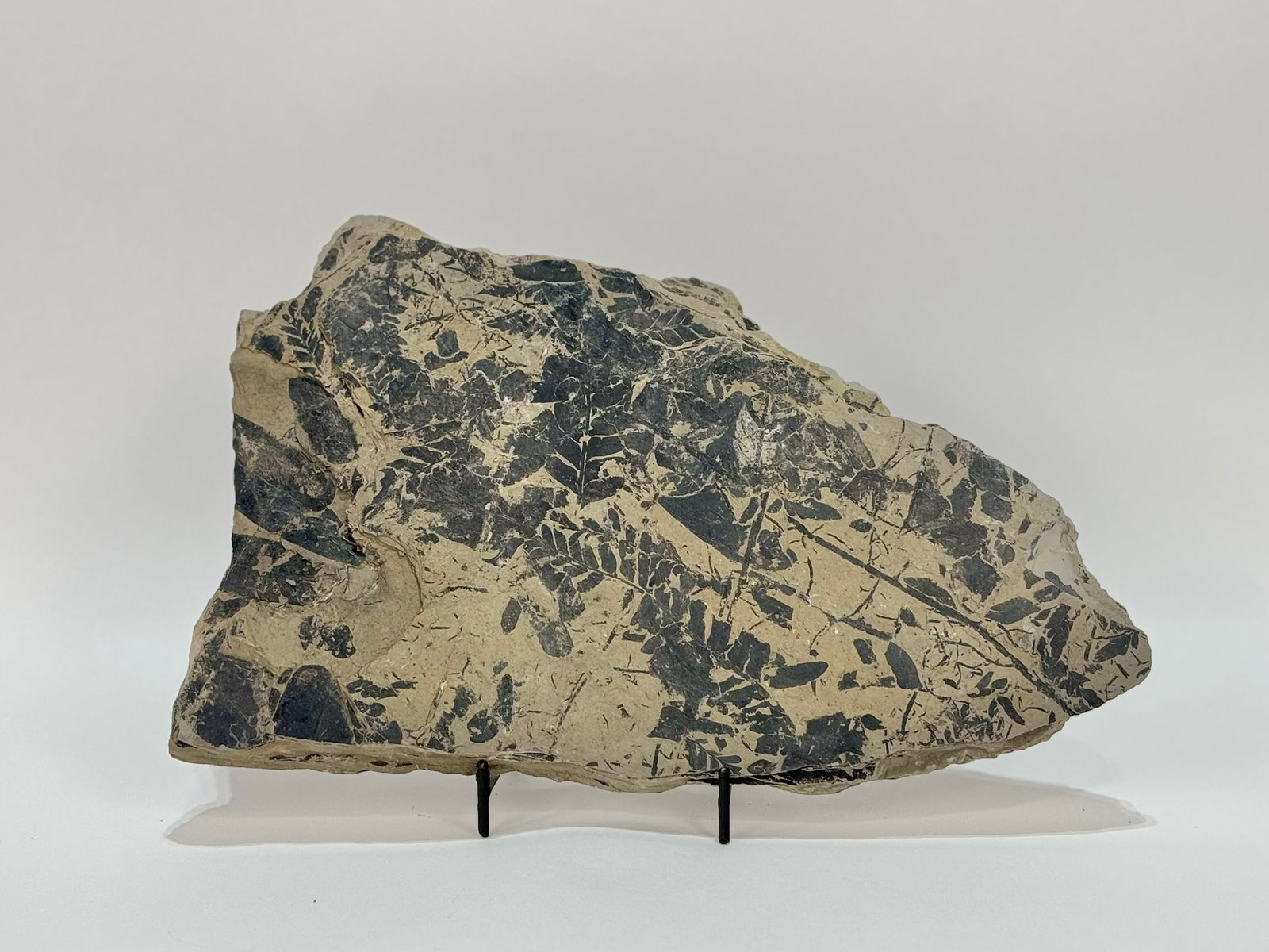 Tulsa Fern Fossil (1 of 6)