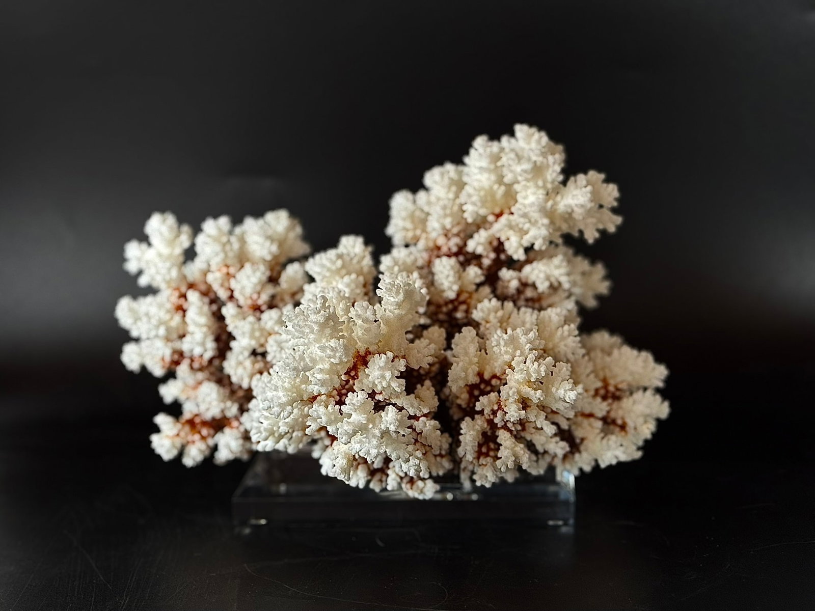Brown Stem Coral Formation on Lucite Stand: Brown stem coral formation from the Philippines on lucite stand. 6.5” x 11” x 8”. 3 lbs, 6 oz.