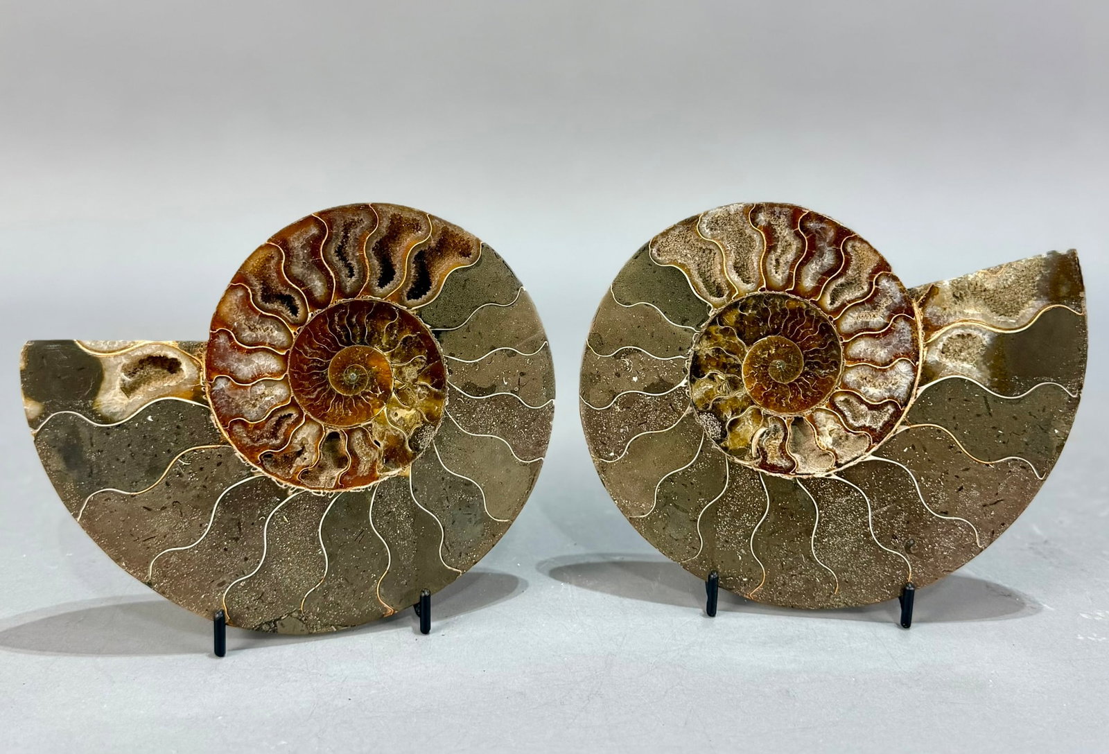 Split Ammonite Fossil Pair (1 of 5)