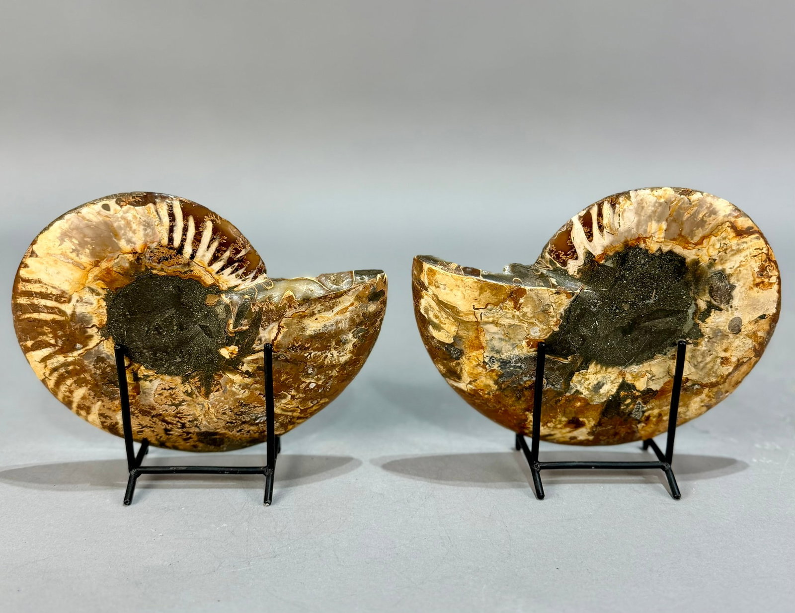 Split Ammonite Fossil Pair - 4