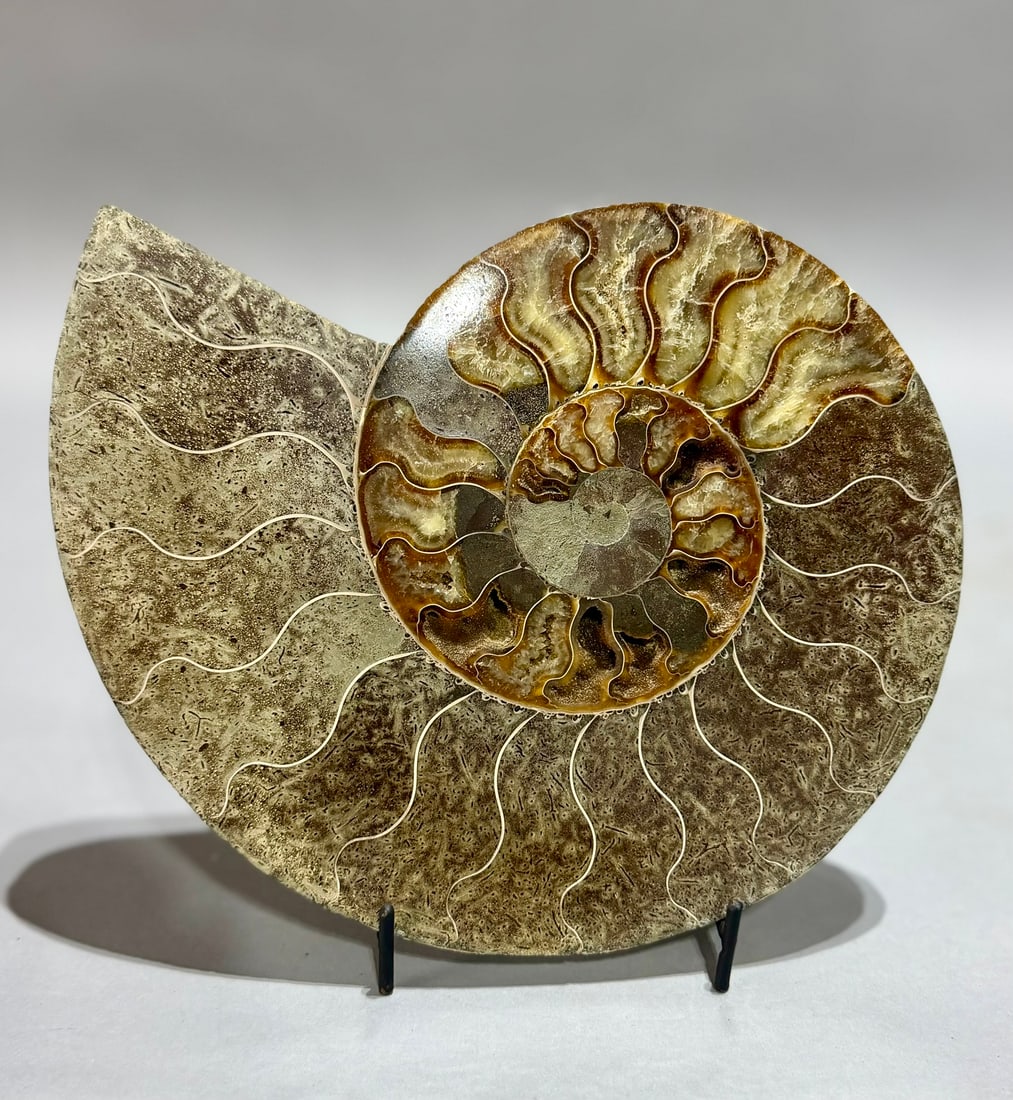Large Split Ammonite Fossil Pair - 7