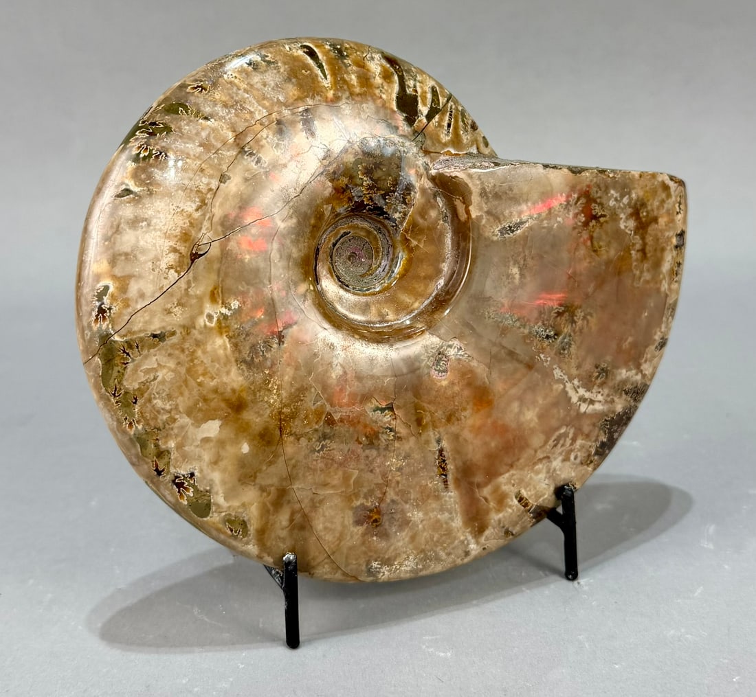 Rare Red Flash Ammonite (1 of 9)