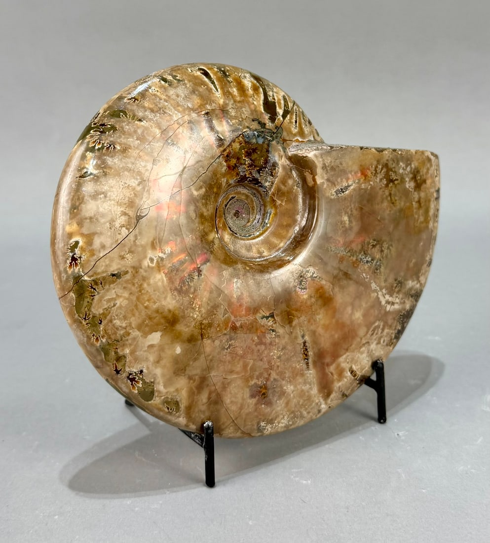 Rare Red Flash Ammonite - 2