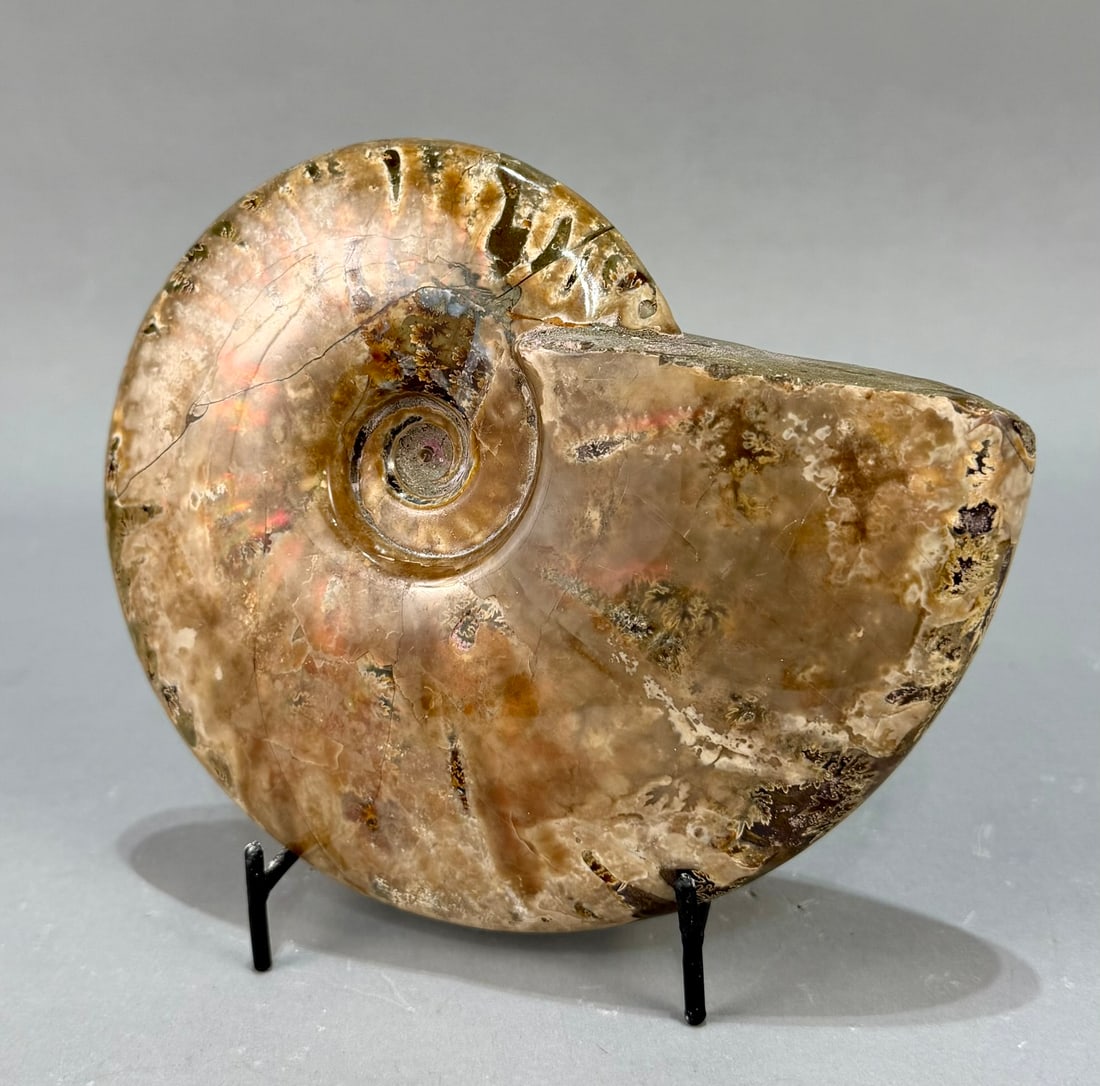 Rare Red Flash Ammonite - 3