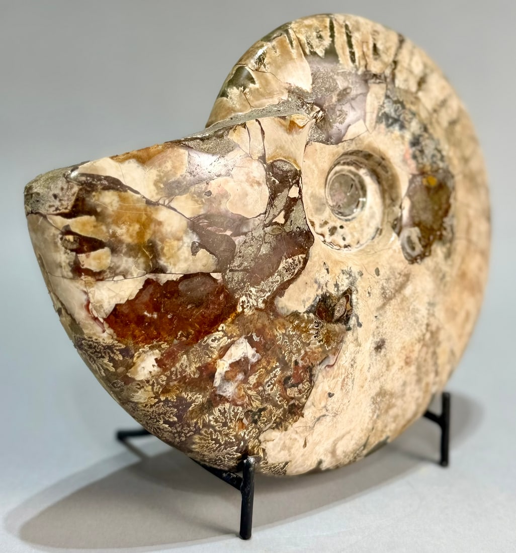 Rare Red Flash Ammonite - 6