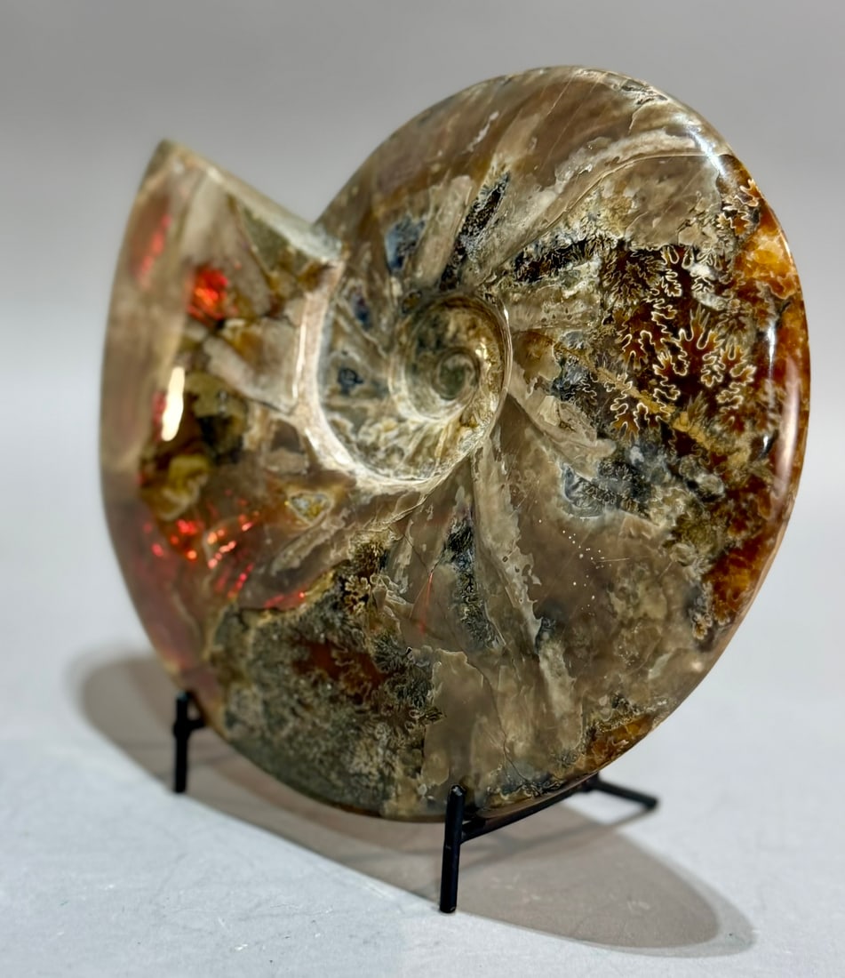 Rare Red Flash Ammonite - 2