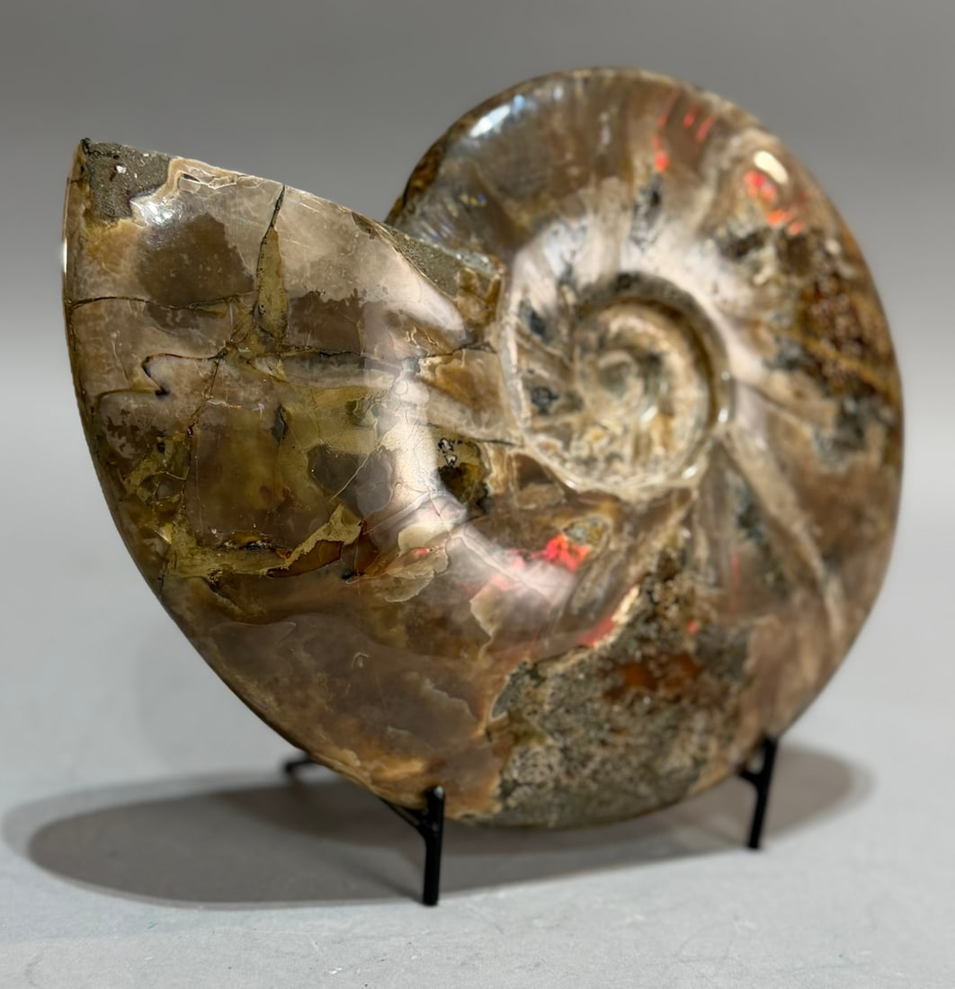 Rare Red Flash Ammonite - 3