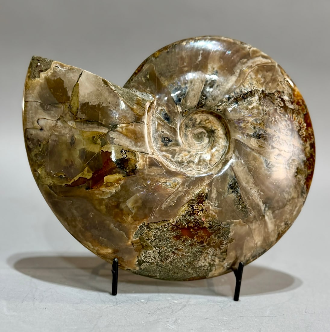 Rare Red Flash Ammonite - 4