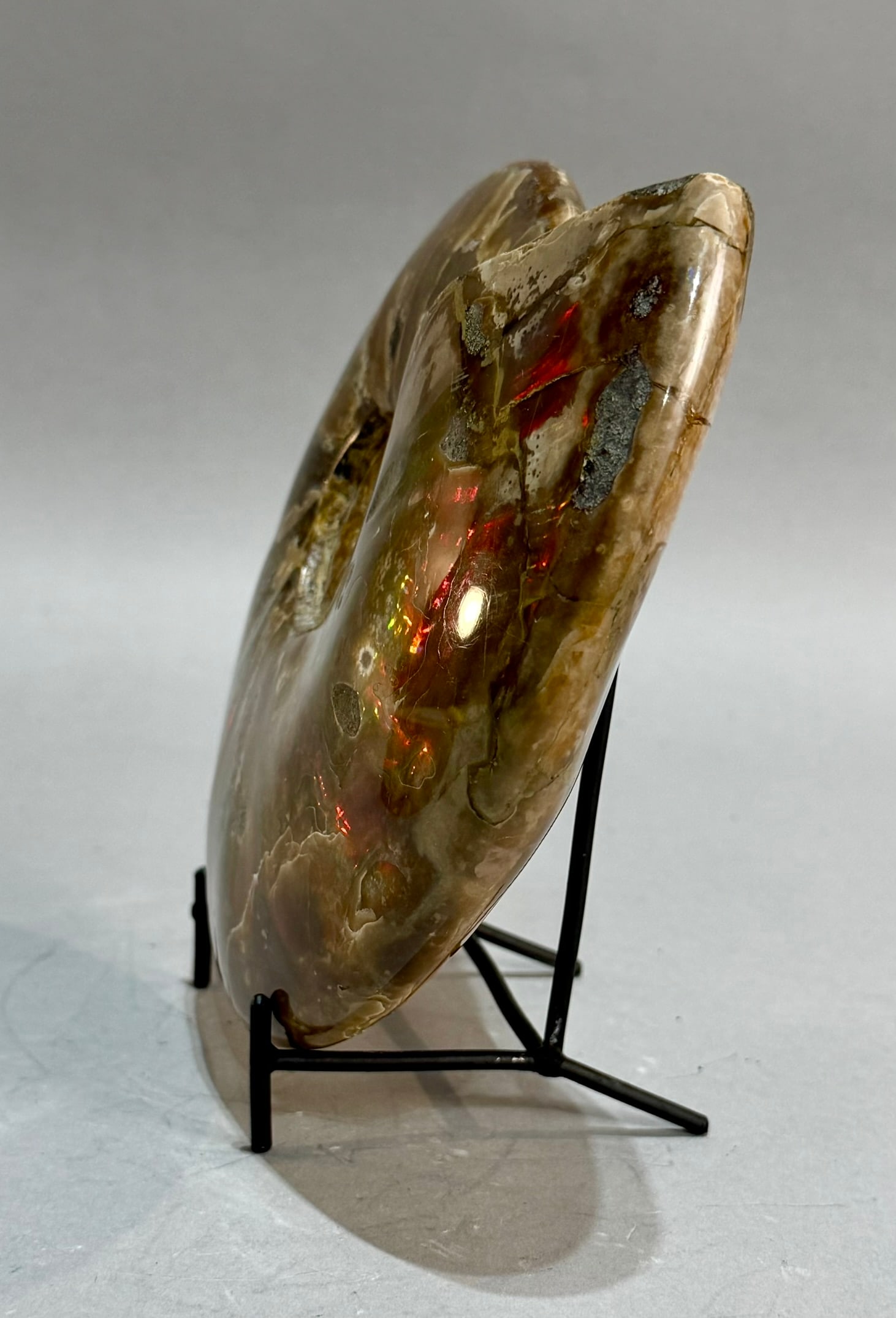 Rare Red Flash Ammonite - 5