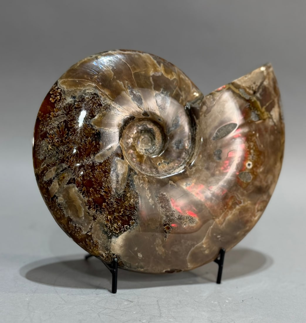 Rare Red Flash Ammonite - 6