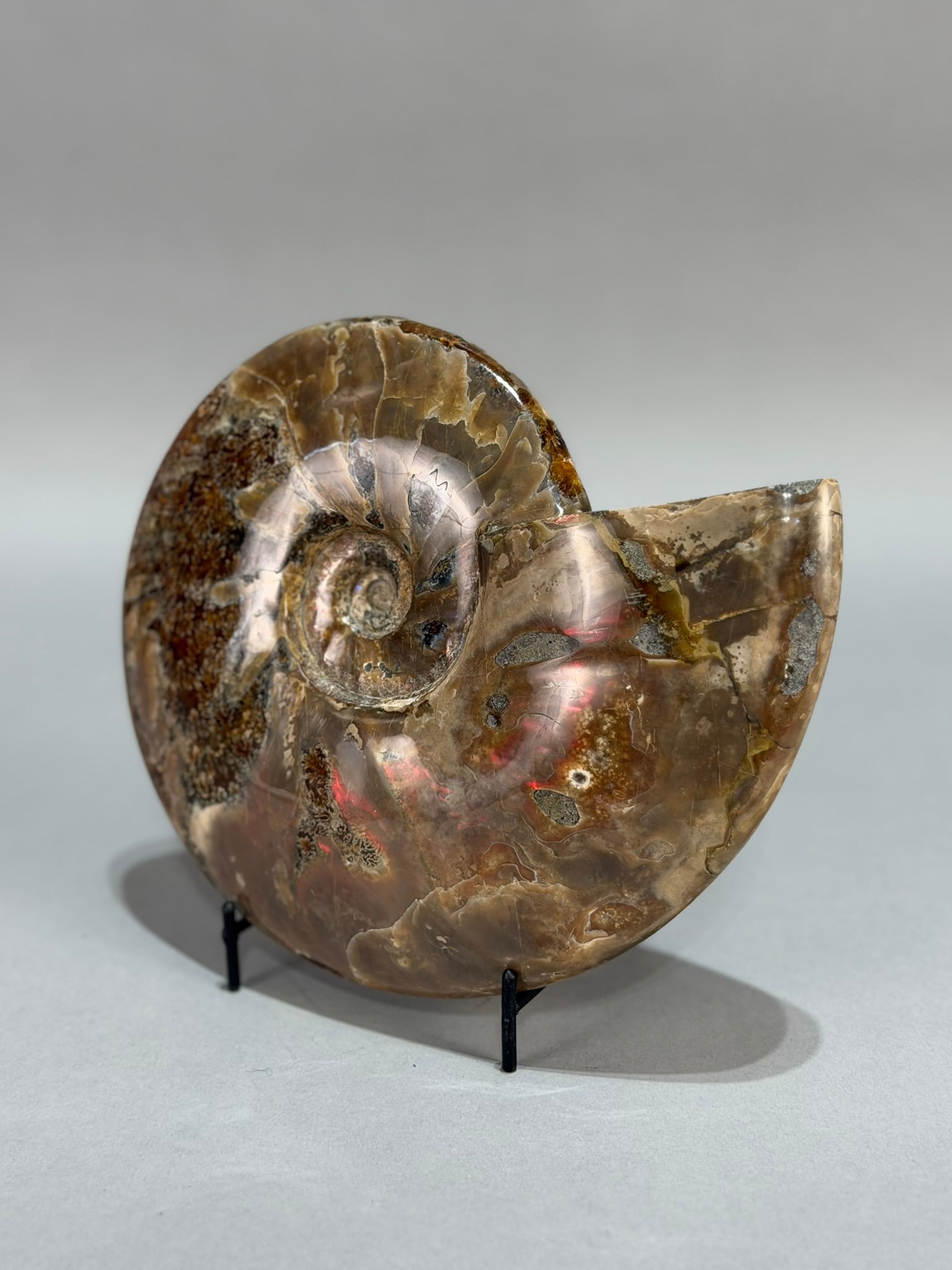 Rare Red Flash Ammonite - 7