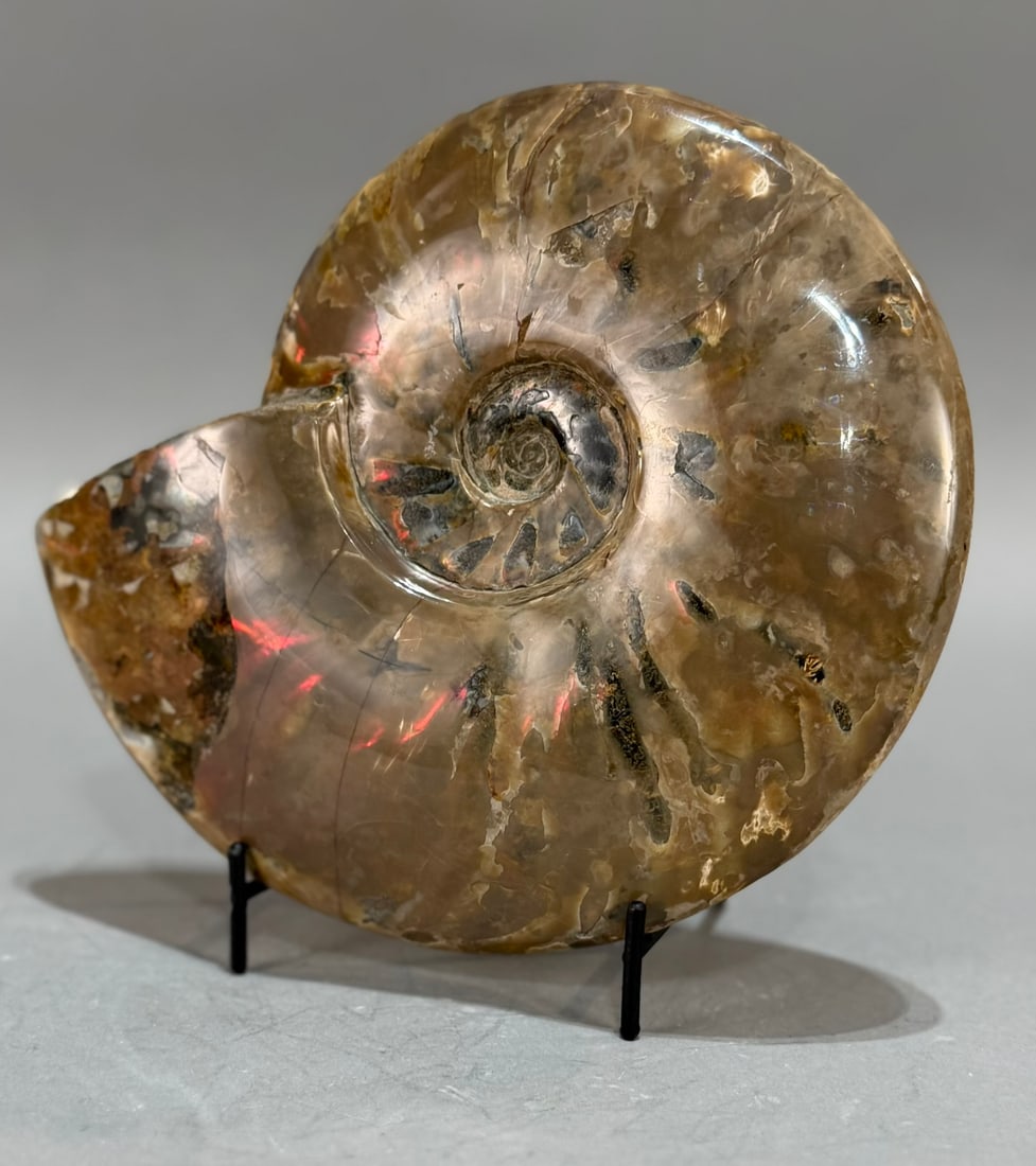 Rare Red Flash Ammonite (1 of 7)