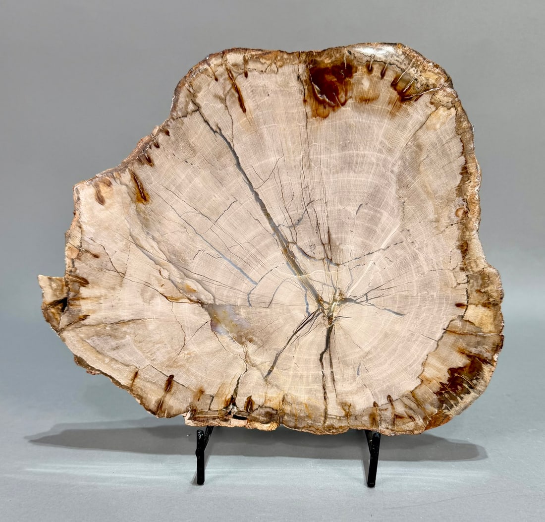 Premium Petrified Wood Specimen: Premium polished petrified wood specimen from Madagascar. 7.25" x 9" x .5". 2 pounds, 3 ounces.