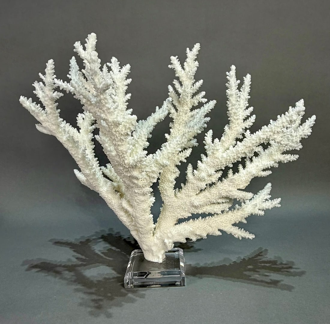 Branch Coral Formation on Lucite Stand: White branch coral formation from the Philippines on custom acrylic stand. 11" x 14" x 10". 2 pounds, 5 ounces.