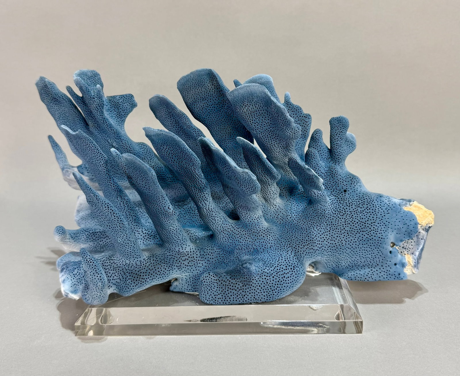 Blue Coral Formation on Lucite Stand (1 of 9)