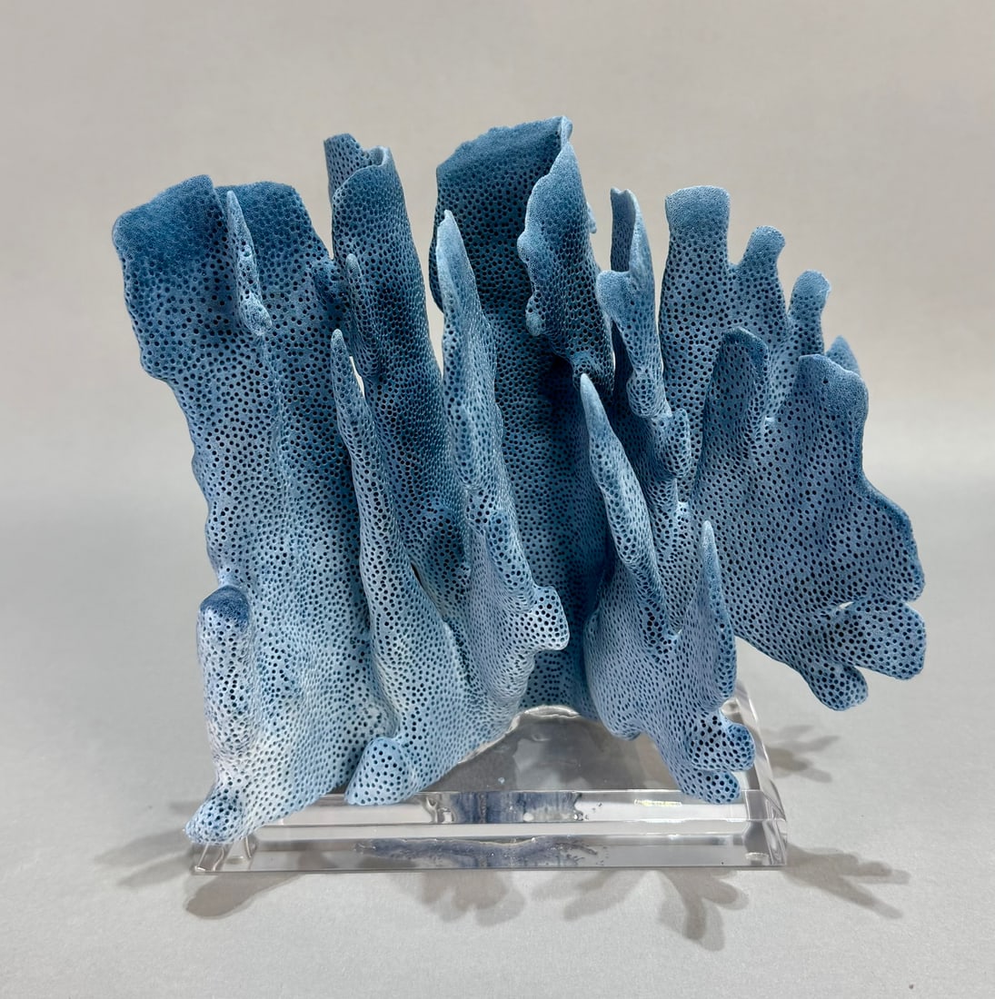 Blue Coral Formation on Lucite Stand (1 of 6)