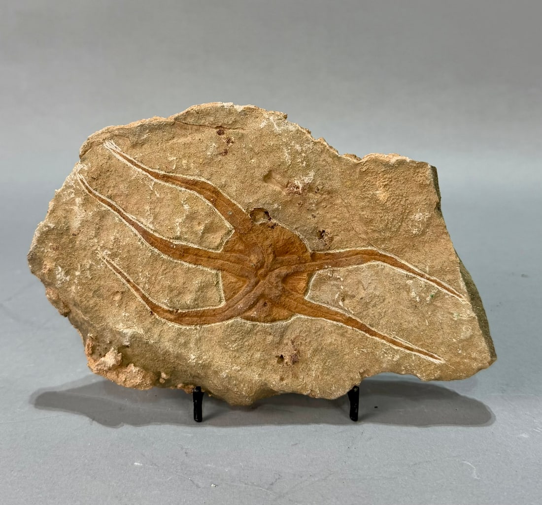 Moroccan Jurassic Starfish Fossil: Moroccan Jurassic starfish fossil. 5" x 7.5" x .75". 1 pound, 7 ounces.